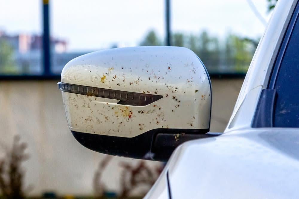 Jak pozbyć się owadów z karoserii? Skuteczne i bezpieczne sposoby usuwania insektów z auta